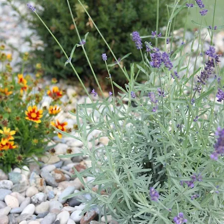 Urschitz Διαμέρισμα