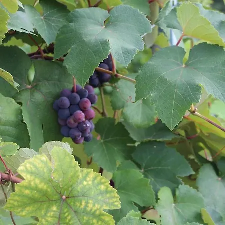 Urschitz Eichberg (Leibnitz)