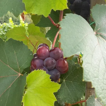 Urschitz * Eichberg (Leibnitz)