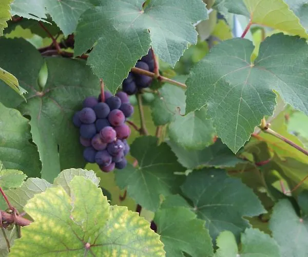 Urschitz Eichberg (Leibnitz)