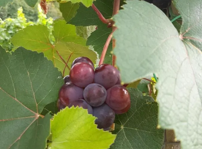 Urschitz * Eichberg (Leibnitz)